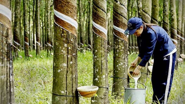 Xuất khẩu cao su vào EU: Cuộc đua minh bạch chuỗi cung từ hộ tiểu điền