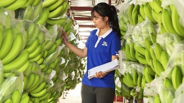 Vietnamese bananas: from common crop to billion-dollar dream