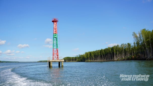 'Green shield' holds back waves and anchors the land amid climate change