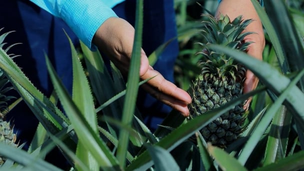 Vietnam North Central holds great potential to become pineapple capital