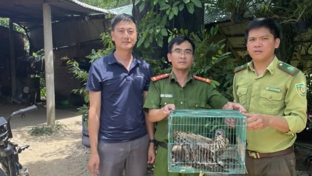 Ba cá thể diều hâu quý hiếm được trả về tự nhiên