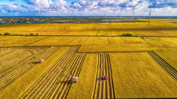 Vietnamese rice rises to become the world’s second largest