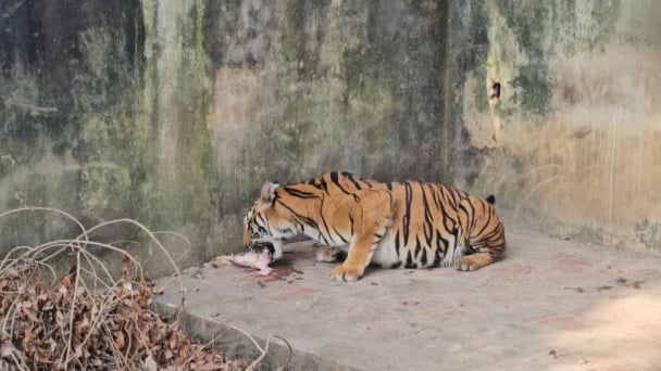 Thanh Hoa tightens wildlife management and violations