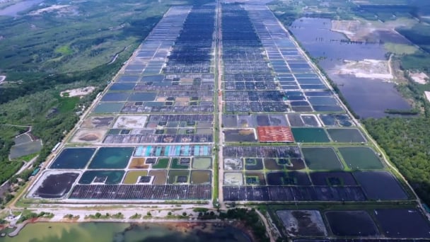 Technology is key to prevent aquatic diseases: Deep sea water and probiotics strengthen farmed shrimps