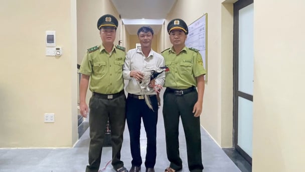 Phát hiện gà lôi trắng, người dân Huế tự giác bàn giao cho phường