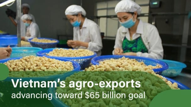 China surpass the U.S. to become Vietnam's largest market for cashew nuts