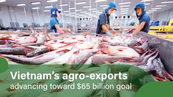 Pangasius exports maintain growth momentum in the final months of the year
