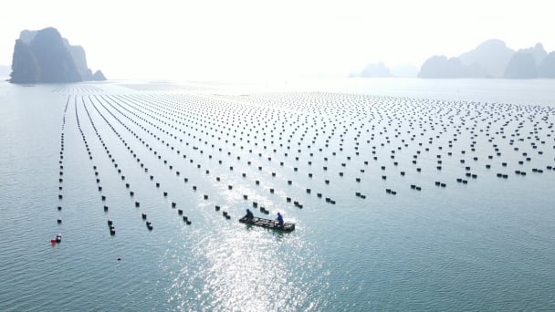 Vietnam’s seafood industry achieves sustainable growth: Today’s position, tomorrow’s aspiration