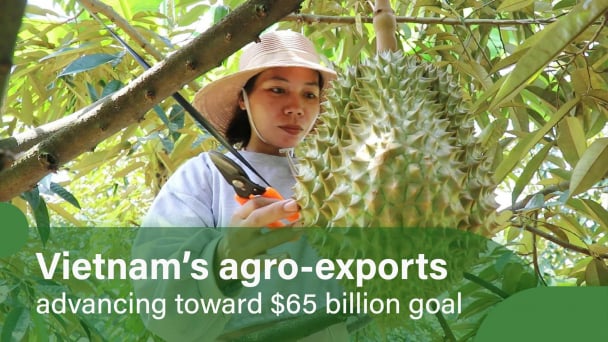 Central Highlands durian leverages seasonal advantages to make breakthroughs