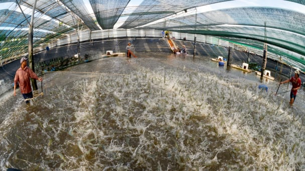 Vietnam’s seafood industry achieves sustainable growth: ‘Greening’ – A mandate from the market