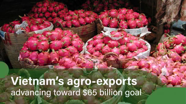 Dragon fruit: Accelerating exports to overcome challenges