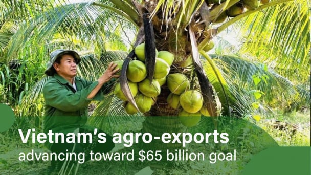 Coconut exports 10 times higher than farmgate prices
