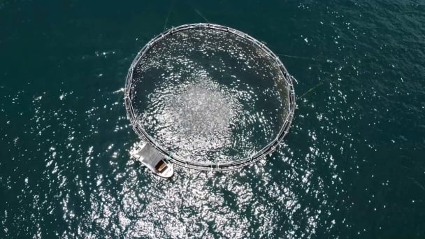 Vietnam’s seafood industry achieves sustainable growth: Mariculture, steady steps to the future
