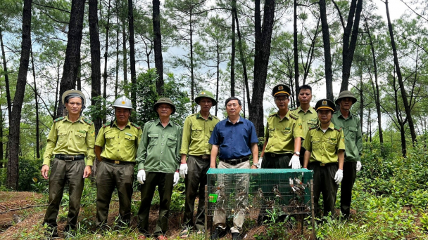 Thả hàng chục con chim chào mào về rừng trong mùa Vu Lan