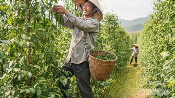 Giá tiêu hôm nay 7/9/2025: Tuần này trong nước ít biến động