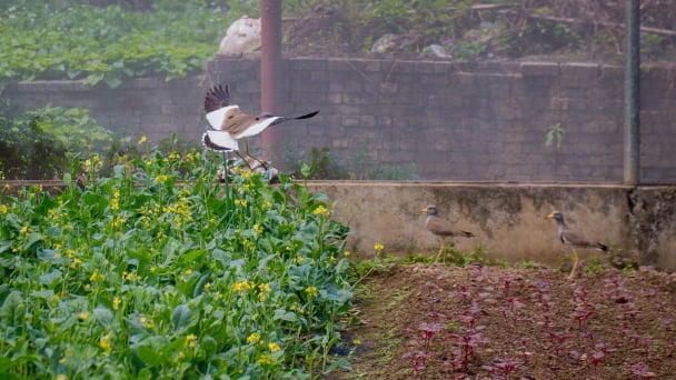 Triển vọng và thách thức của nông nghiệp sinh thái