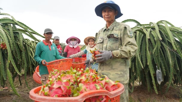 Làm chủ tri thức giảm nghèo: [Bài 3] Sống khỏe với cây thanh long