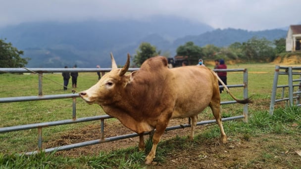Nghệ An tăng đàn bò, giảm đàn trâu