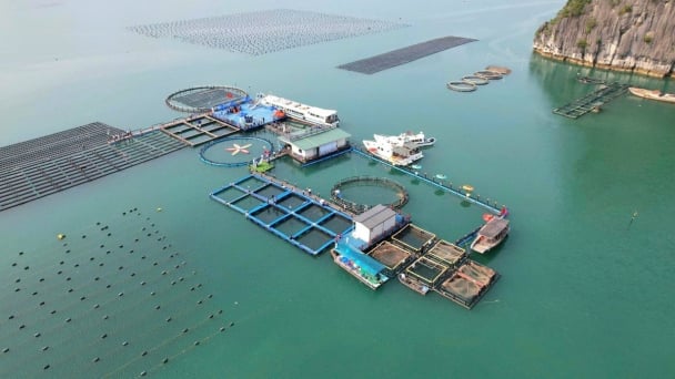 Nuôi biển công nghiệp cần cú hích từ thể chế và công nghệ