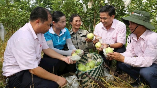 Sức bật từ nguồn vốn chính sách xã hội tại Nghệ An