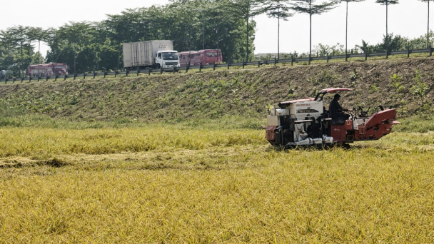 Hạt nếp vàng mở lối thoát nghèo