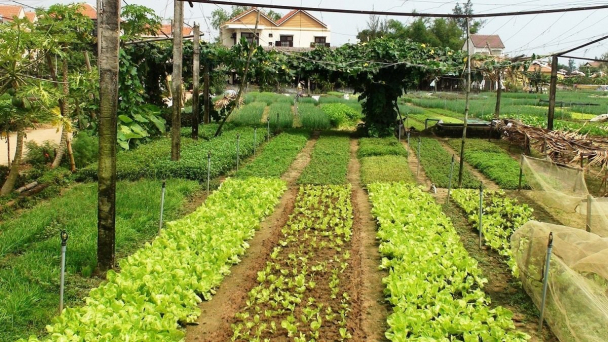 Chuyển vườn sang thổ cư được tính lại tiền sử dụng đất