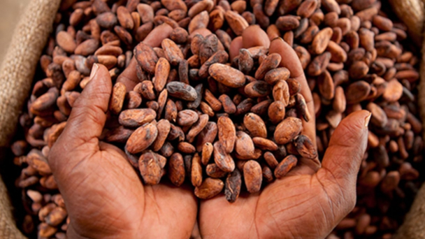Khủng hoảng tiêu thụ ca cao tại Bờ Biển Ngà và Ghana