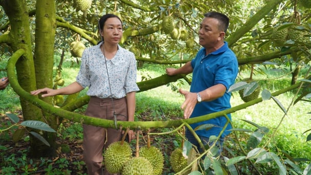 Liên kết sản xuất: [Bài cuối] Nông dân học để chuẩn hóa kỹ thuật