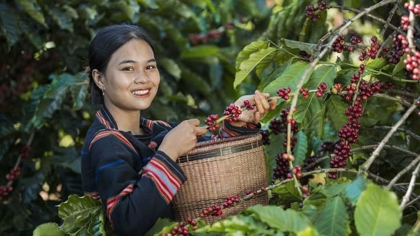 Tháng 1/2026, Việt Nam là thị trường cung cấp cà phê lớn thứ ba cho Anh