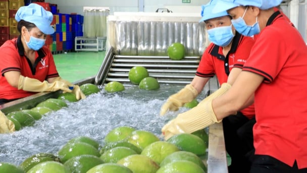 Cơ hội cho bưởi Việt Nam sau cú hích từ Úc và Trung Quốc