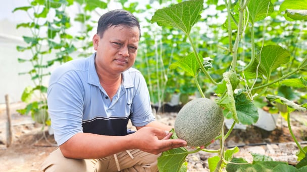 Long Bình phát triển mô hình trồng dưa lưới nhà kính theo hướng sạch