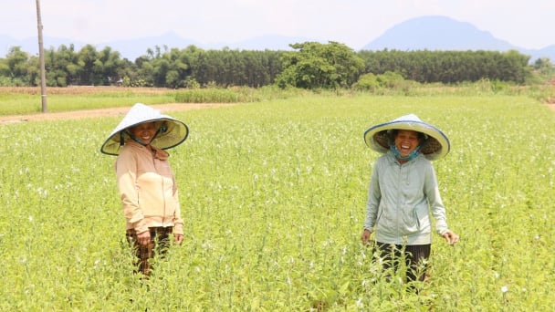 Nông sản hữu cơ 'xuất ngoại' từ những cánh đồng không hóa chất