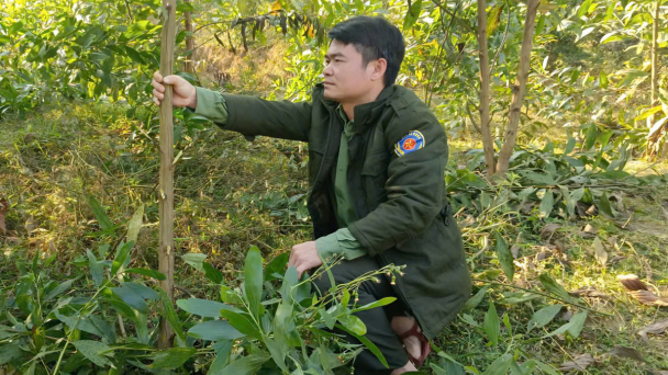 Khi lâm nghiệp là 'nhược điểm' của Nghệ An?: [Bài 2]  Hiểm họa tiềm tàng từ công tác trồng rừng thay thế