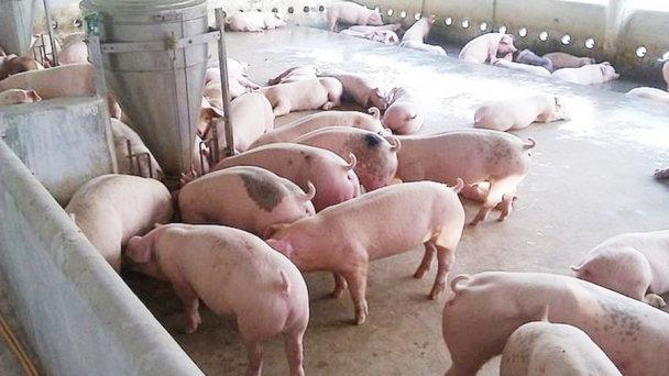 Giá heo hơi hôm nay 1/6/2026: Tiếp đà giảm nhẹ