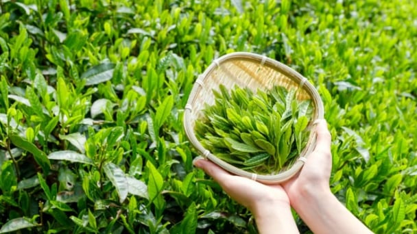 Cơn sốt matcha toàn cầu đẩy xuất khẩu trà Nhật lên đỉnh cao