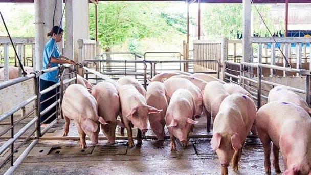 Giá heo hơi hôm nay 11/6/2026: Tiếp tục xu hướng giảm