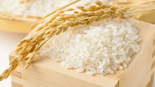 Giá lúa gạo hôm nay 12/6/2026: Giá gạo xuất khẩu giảm nhẹ