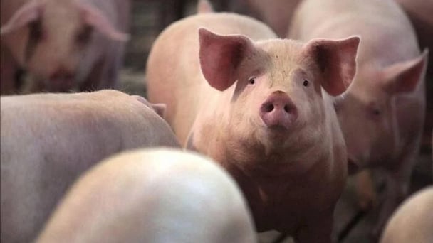 Giá heo hơi hôm nay 14/6/2026: Duy trì ổn định