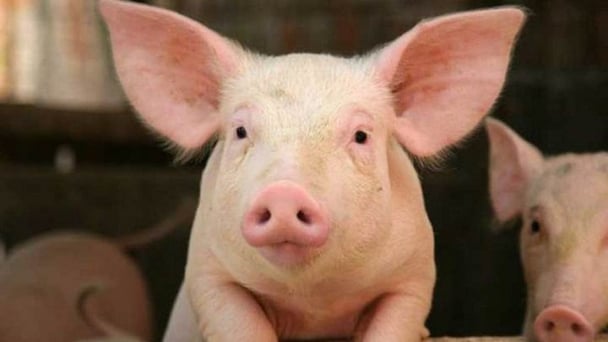 Giá heo hơi hôm nay 15/6/2026: Duy trì ổn định