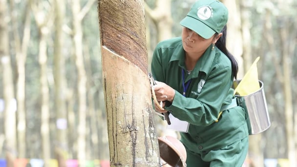 Giá cao su hôm nay 16/6/2026: Xu hướng tăng