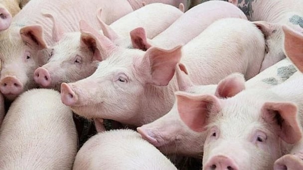 Giá heo hơi hôm nay 16/6/2026: Giảm tại Miền Trung, Miền Nam