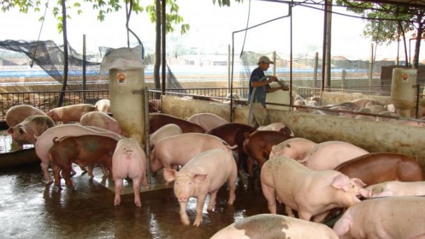 Giá heo hơi hôm nay 17/6/2026: Đồng loạt lặng sóng