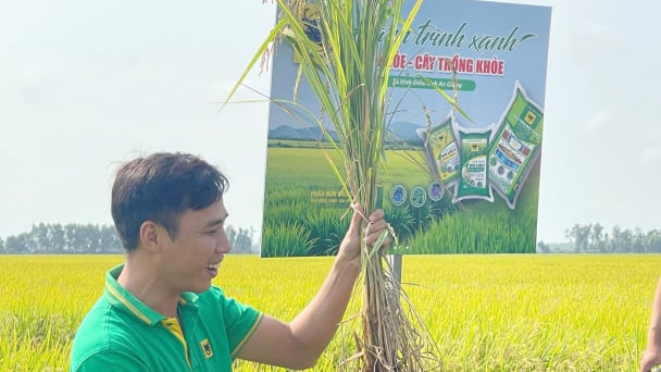 Cánh đồng lớn được hóa giải bài toán giảm phân hóa học ở vùng đất phèn