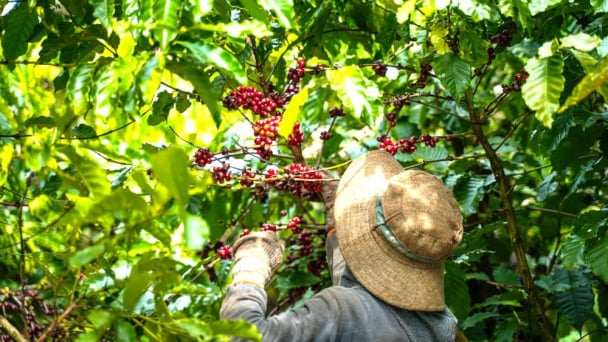 Tập huấn giảng viên nguồn về sản xuất cà phê bền vững ở Gia Lai