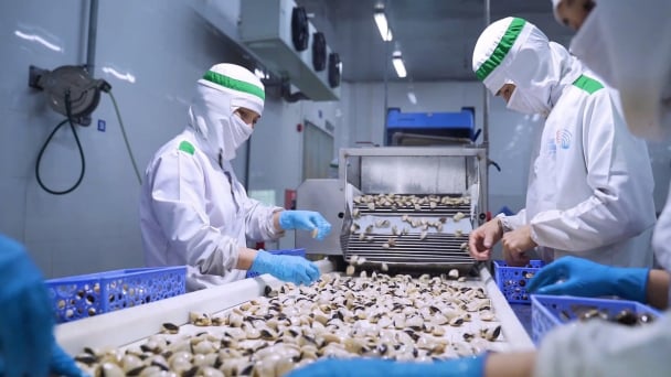 Khách quốc tế chuyển hướng, đặt mua ngao theo từng lô nhỏ