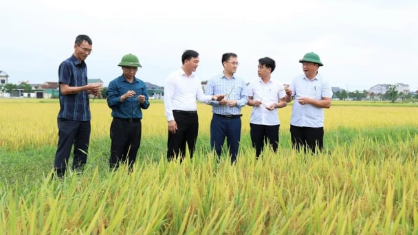 Hà Tĩnh nối dài thành quả nông thôn mới bằng kinh tế nông nghiệp