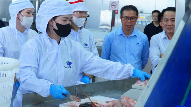 Cần vùng nguyên liệu ổn định để ‘nuôi’ nhà máy chế biến cá rô phi