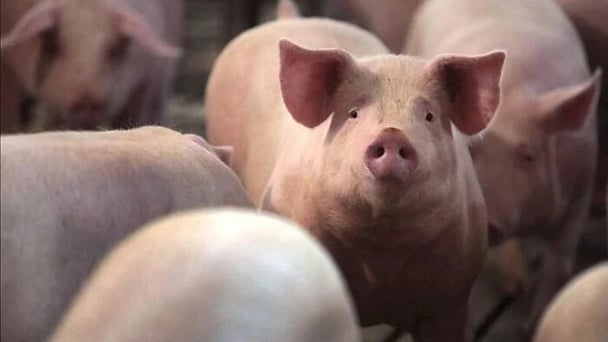 Giá heo hơi hôm nay 4/7/2026: Tăng giảm trái chiều 1.000 đồng