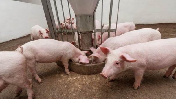 Giá heo hơi hôm nay 5/7/2026: Tuần này phản ứng tiêu cực