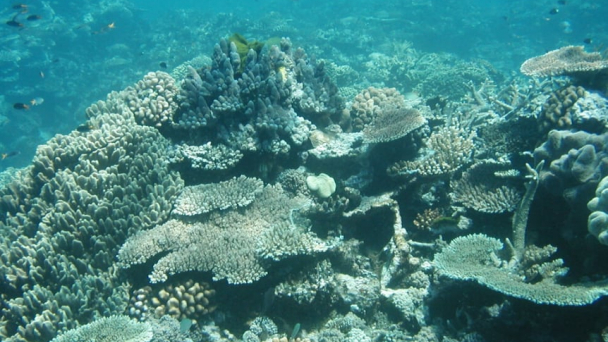 UNESCO chưa đưa Great Barrier vào danh sách Di sản Thế giới bị đe dọa